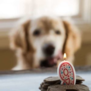 Mint-Buckwheat Homemade Dog Treats for Einstein's 9th Birthday! | browneyedbaker.com