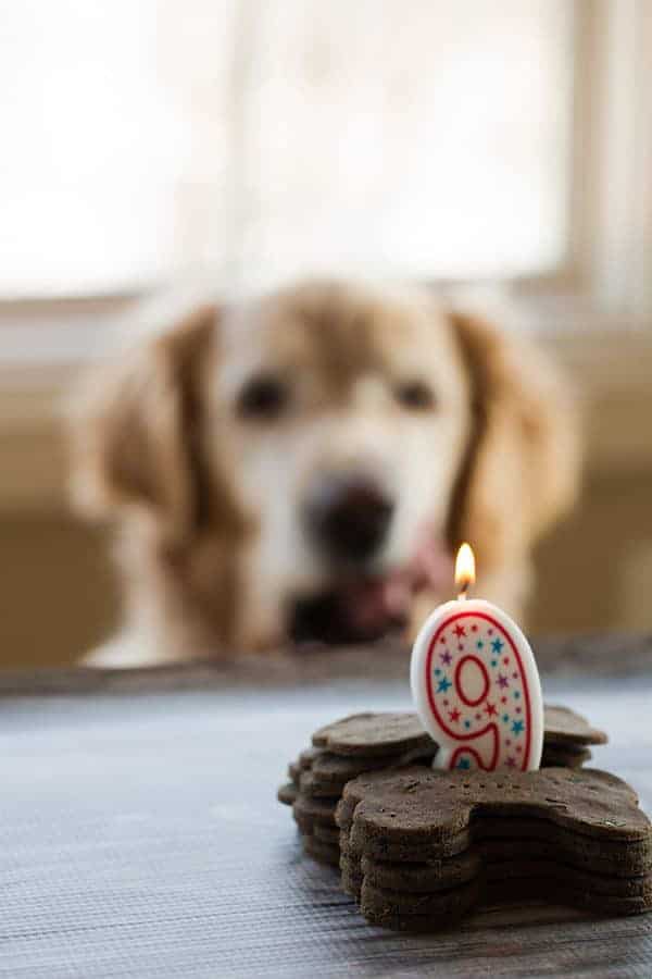 Mint-Buckwheat Homemade Dog Treats for Einstein's 9th Birthday! | browneyedbaker.com