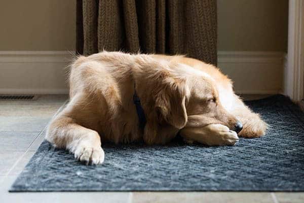 Duke - February 2016