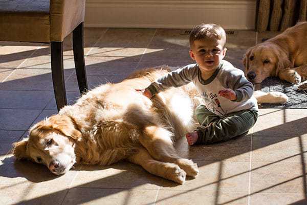 Joseph - 13 months - with Duke and Einstein