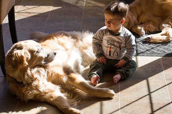 Joseph - 13 months - with Duke and Einstein