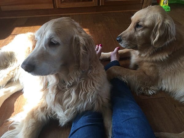 Einstein and Duke pinning me down