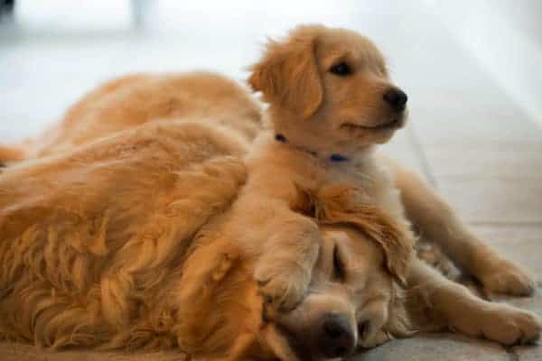 Einstein getting roughed up by puppy Duke!