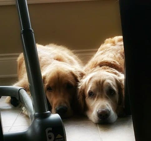 Duke and Einstein waiting for food to fall from the highchair!