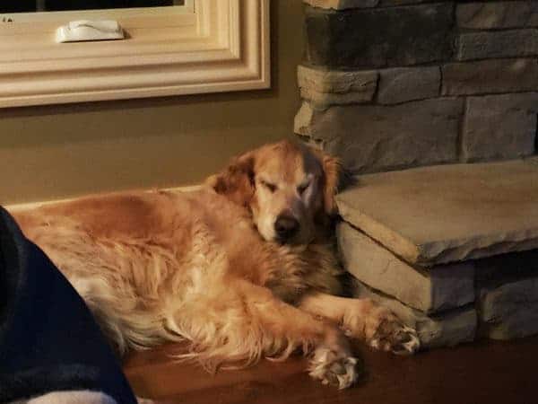 Einstein snoozing away!