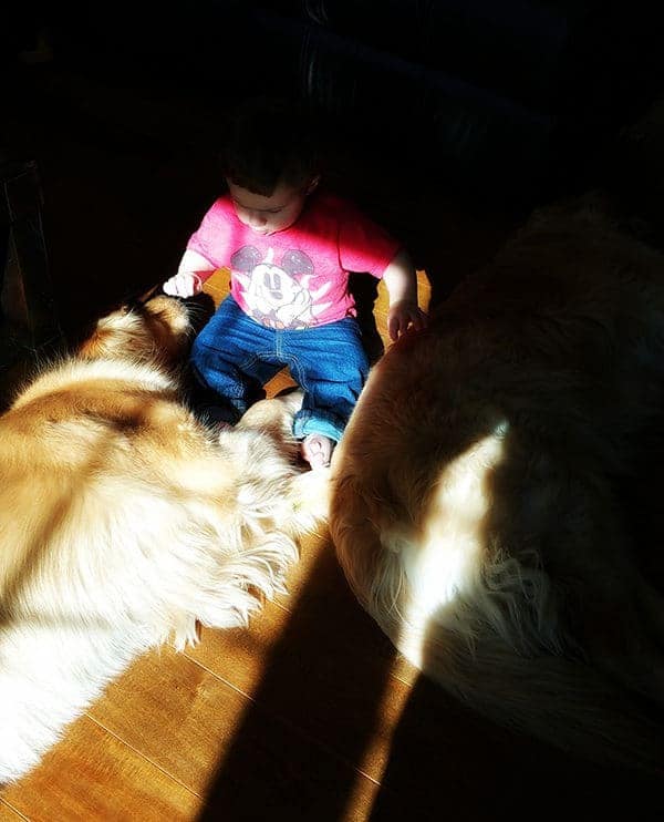 Joseph with Duke and Einstein - 15 months