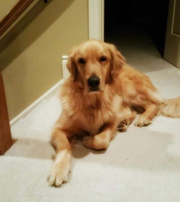 Duke waiting for his mom at the top of the stairs :)