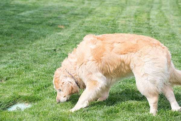 Einstein grazing on grass...