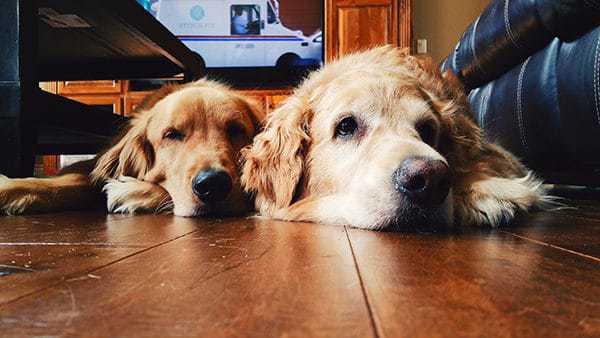 Duke and Einstein cozying up!