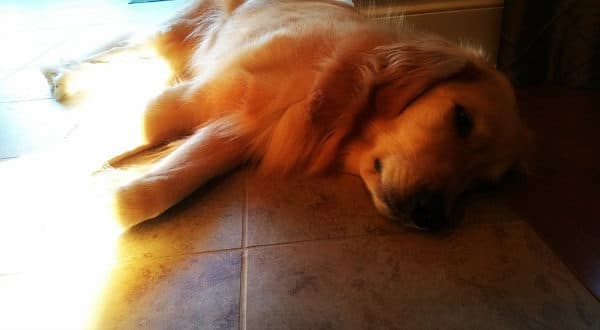 Duke recovering from his birthday shenanigans!