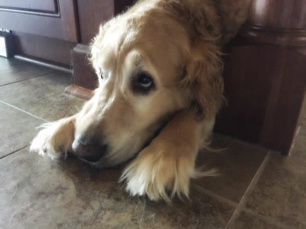 This is how Einstein does Sunday.