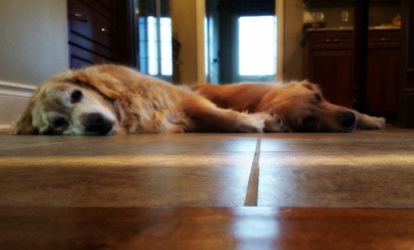 Such lazy Golden Retrievers!