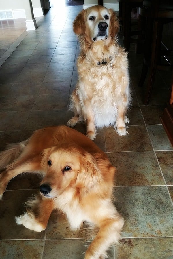 Einstein and Duke rocking some crazy attitude