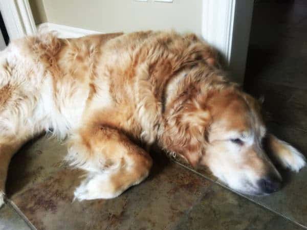 Einstein snoozing away!