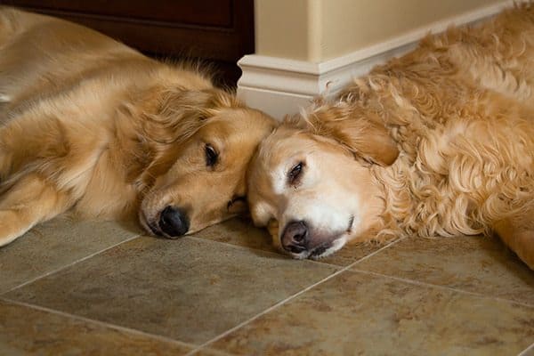 Duke and Einstein napping together