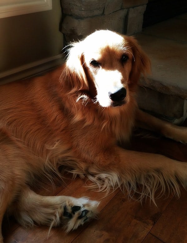 Duke - September 2016