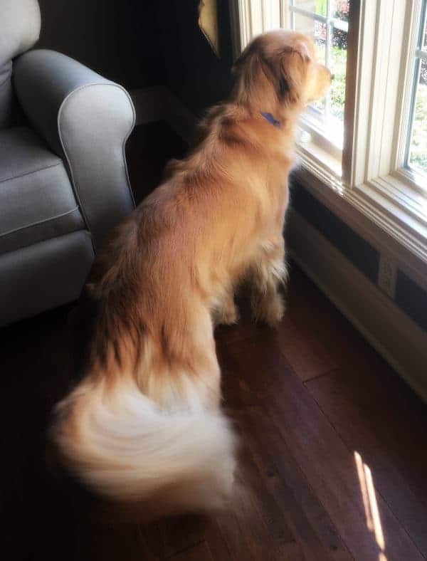 Duke keeping an eye on the neighborhood