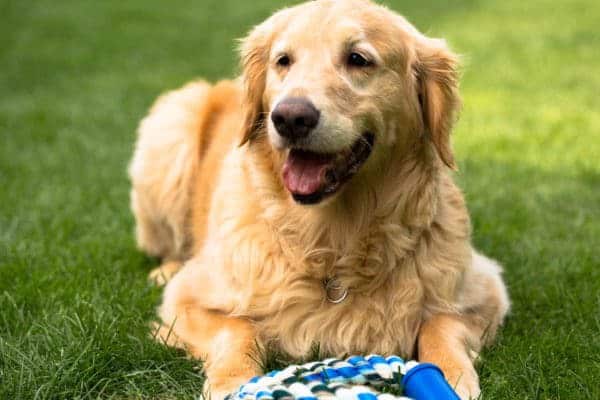 duke-einstein-20130826-37