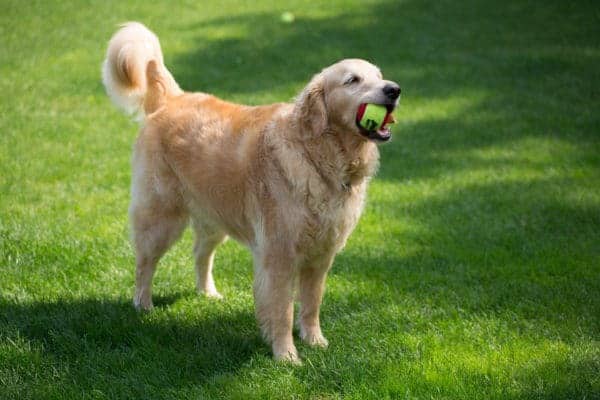 duke-einstein-20130910-20