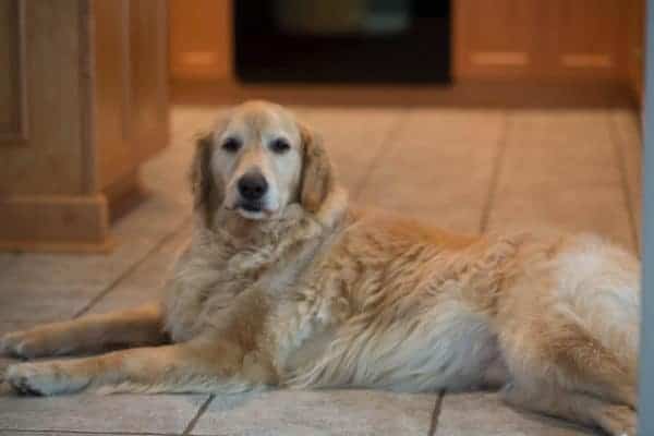 duke-einstein-20130922-14