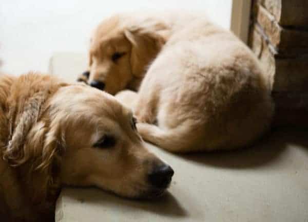 duke-einstein-20131003-8