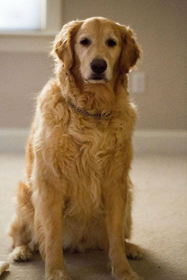 duke-einstein-20131028-13-600