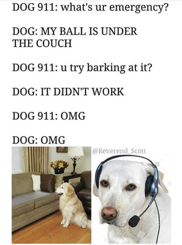 dog911