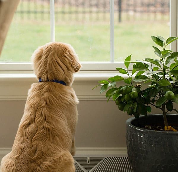 Duke - 5 months old!