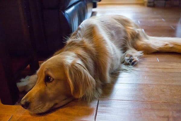 Thanksgiving Weekend 2016 | browneyedbaker.com