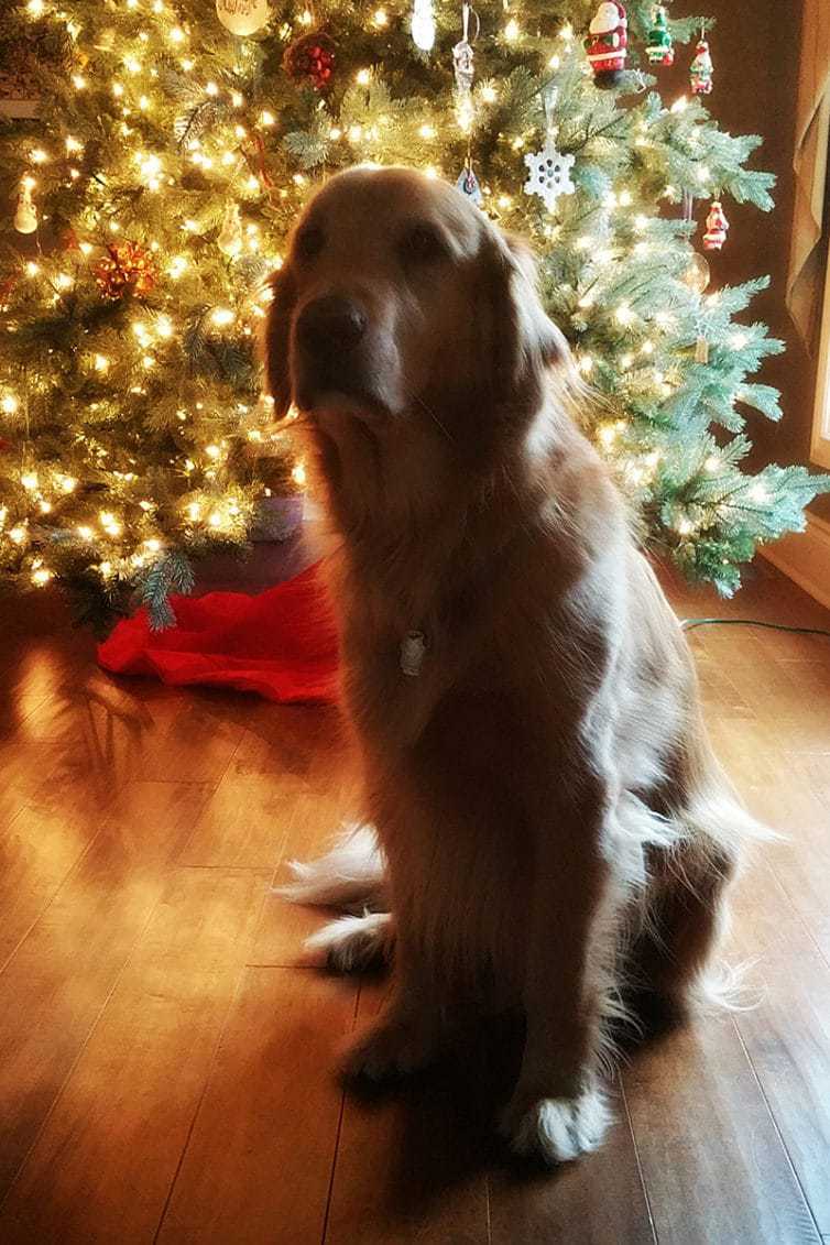 Duke rockin' around the Christmas tree