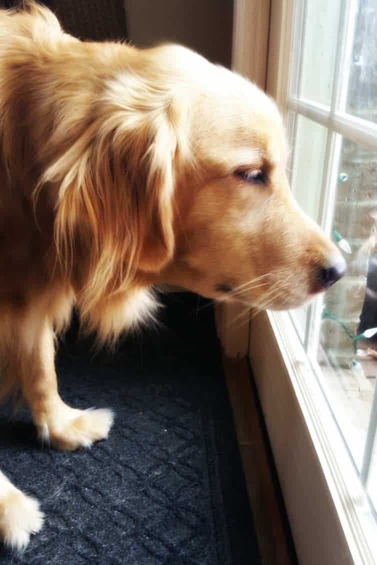 Duke - November 2016