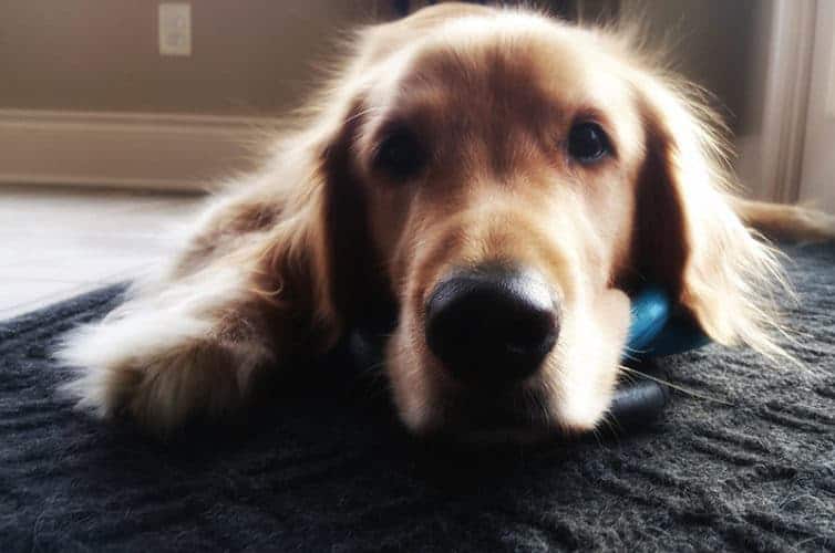 Duke - December 2016