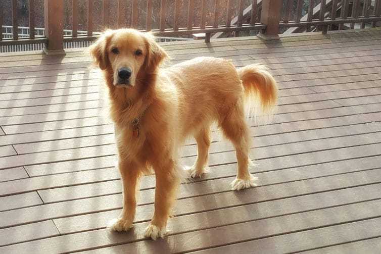 Duke enjoying the snow flurries | browneyedbaker.com