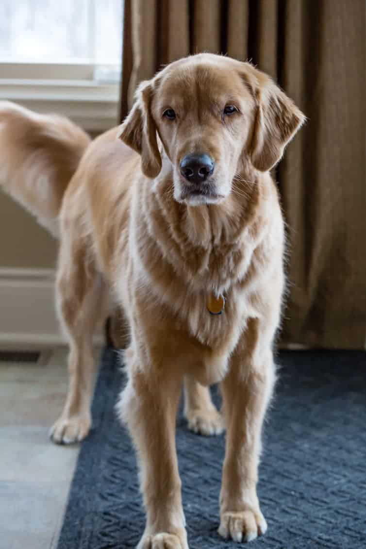 Duke! [February 2017]