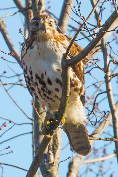 Red Tail Hawk 