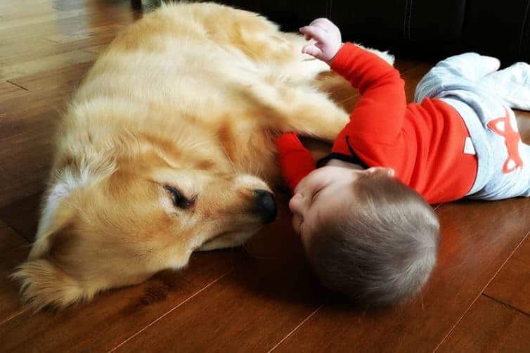 Duke and Dominic playing together on the floor.