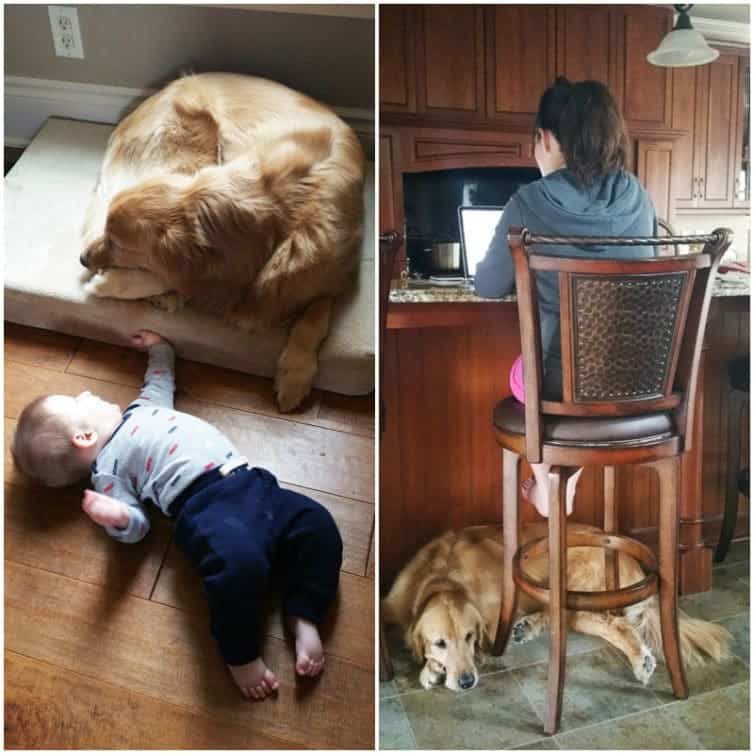 Duke with Dominic and laying at my feet :)