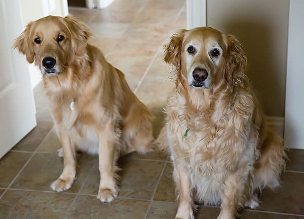Duke & Einstein sitting at attention.