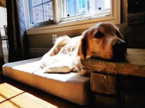 Duke's 4th Birthday!