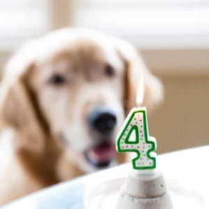 Frozen Pupcakes for Duke's 4th Birthday!