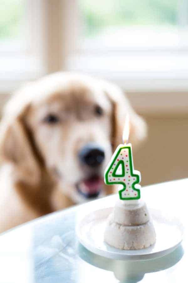 Frozen Pupcakes for Duke's 4th Birthday!