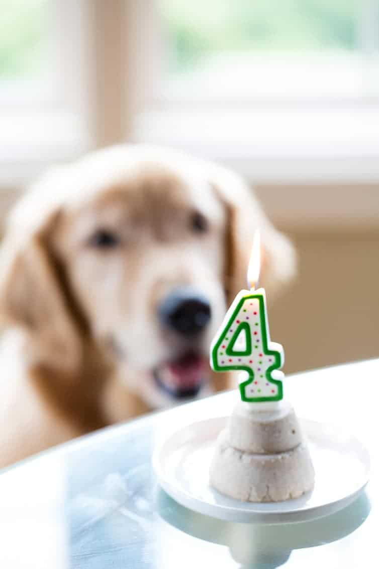 Frozen Pupcakes for Duke's 4th Birthday!