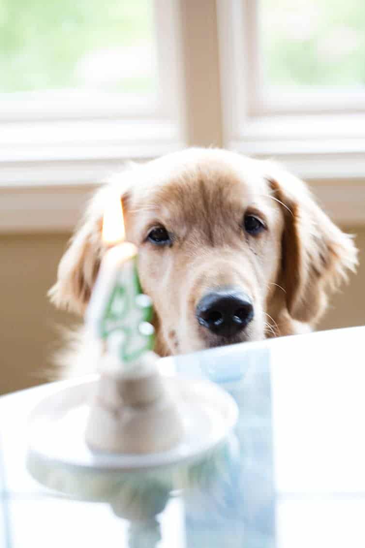 Frozen Pupcakes - Only 3 ingredients and SO easy!