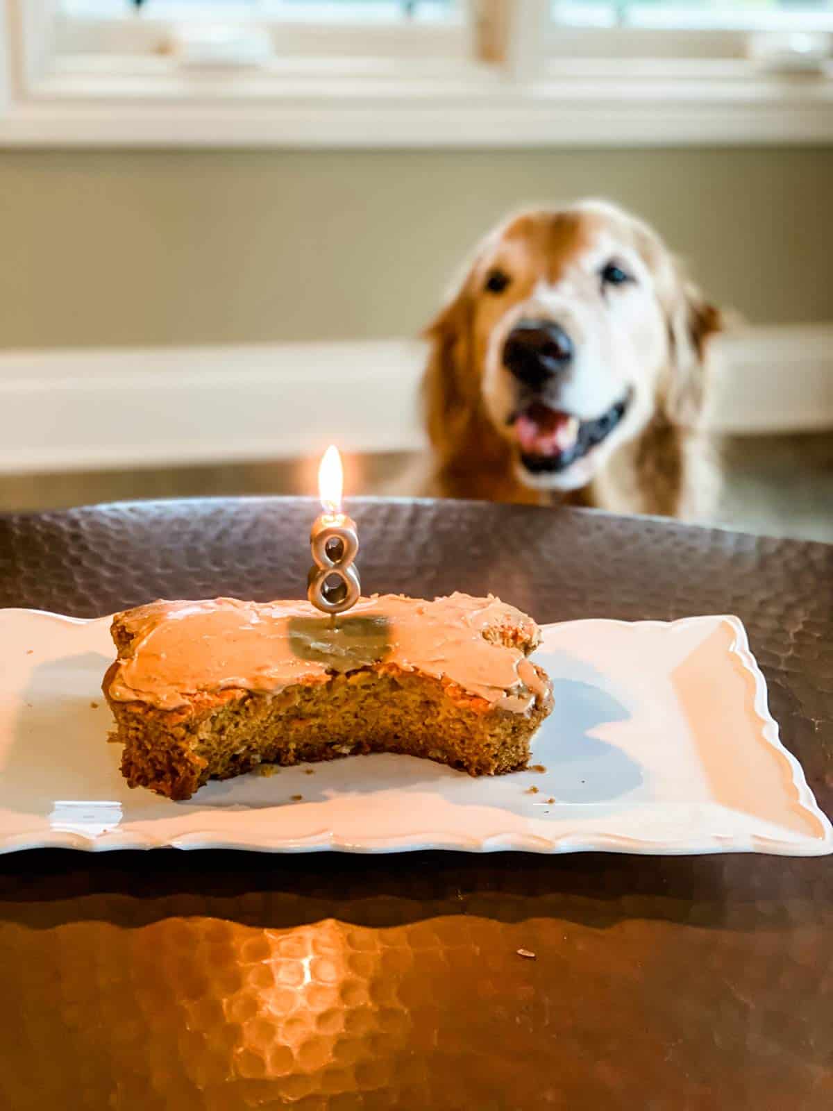 Bone shaped dog cake with number 8 candle in it and dog in background.