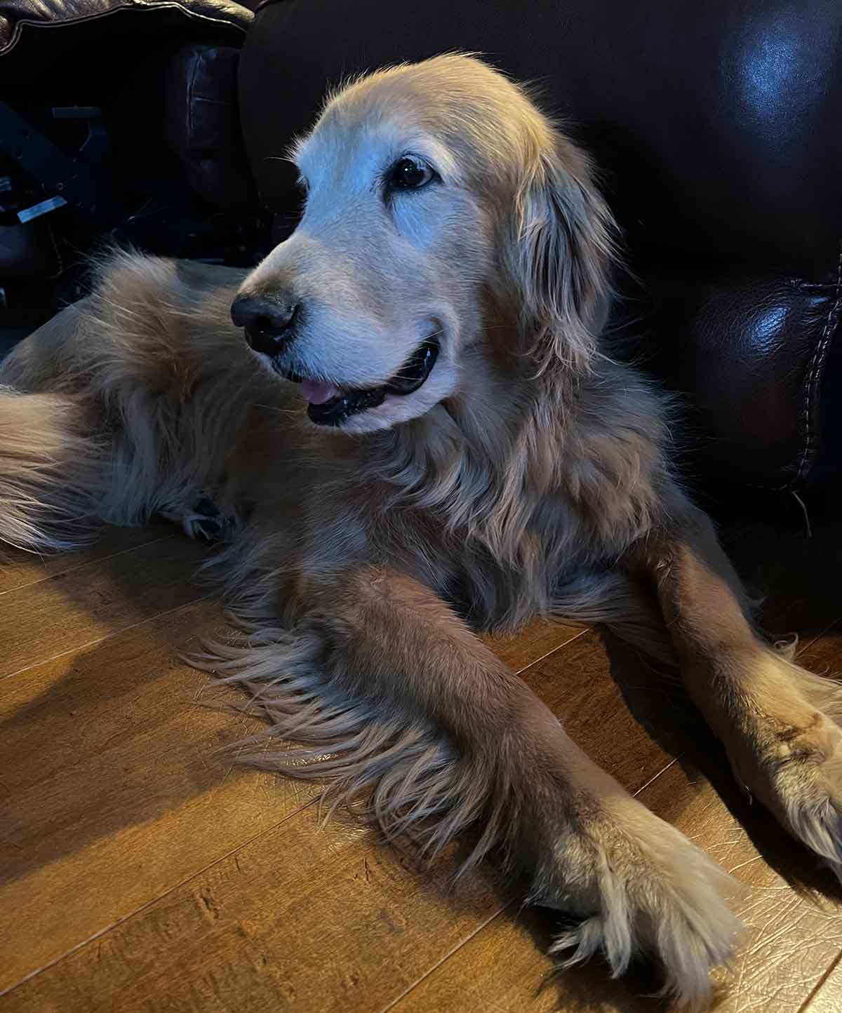 Dog sitting on the floor looking off to the side.