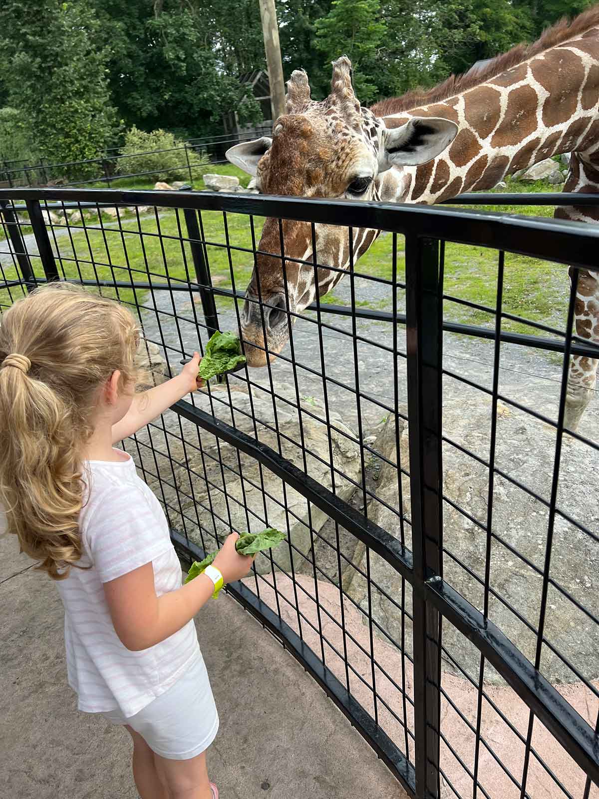 Girl feeding piece of lettuce to a giraffe through a fence.