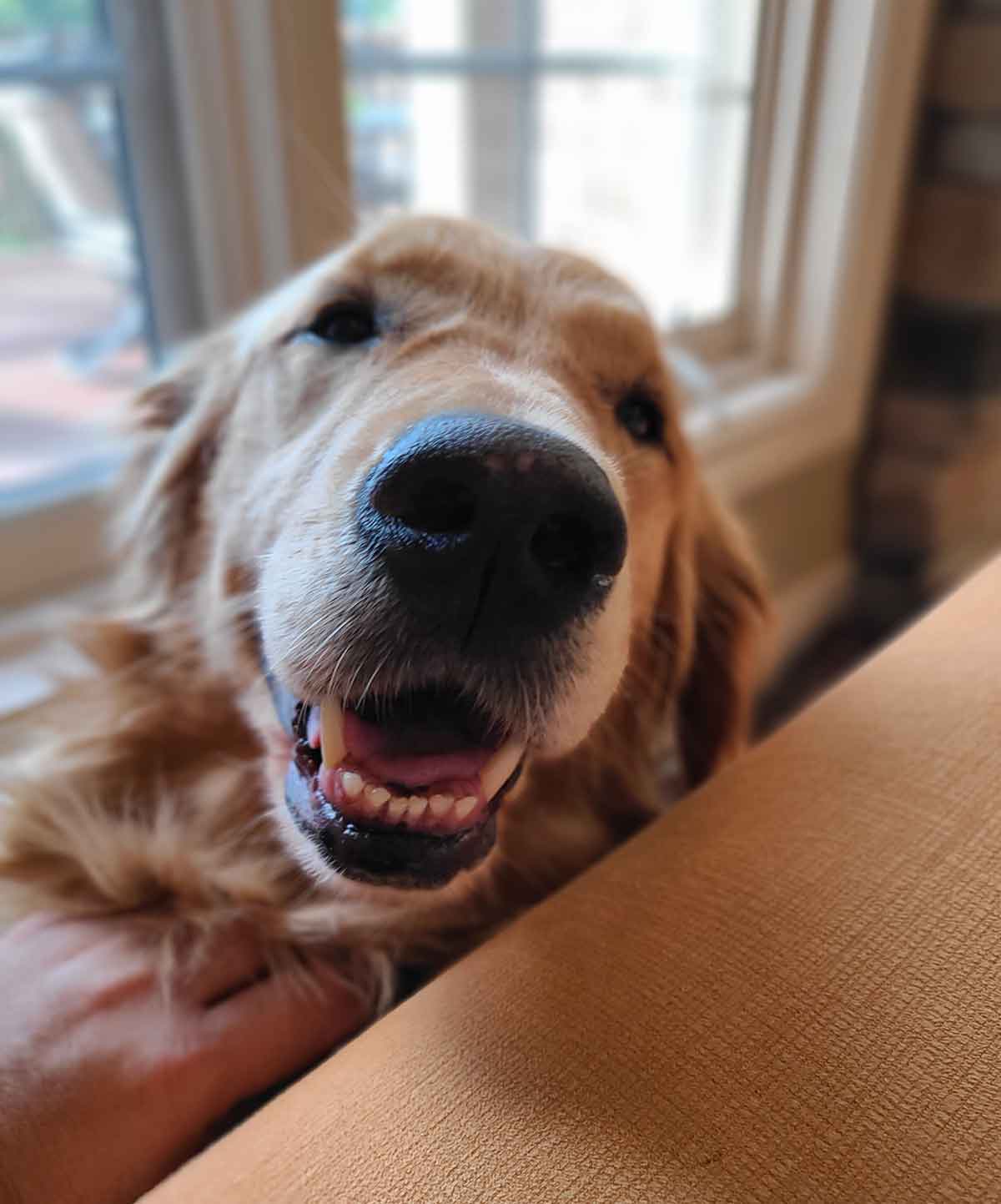 Dog smiling in front of a window.