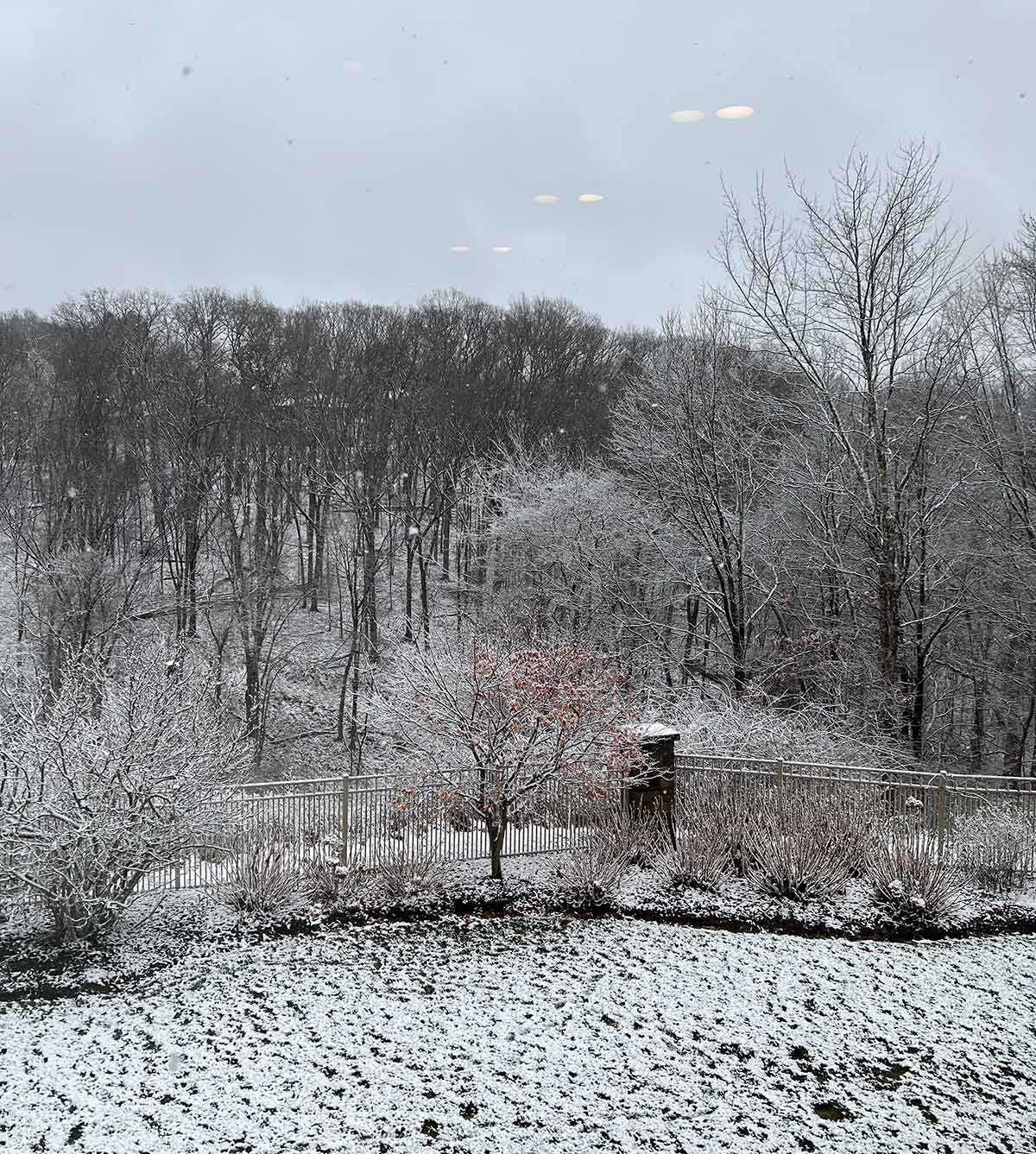 Background with a light coating of snow on the ground and on the trees.
