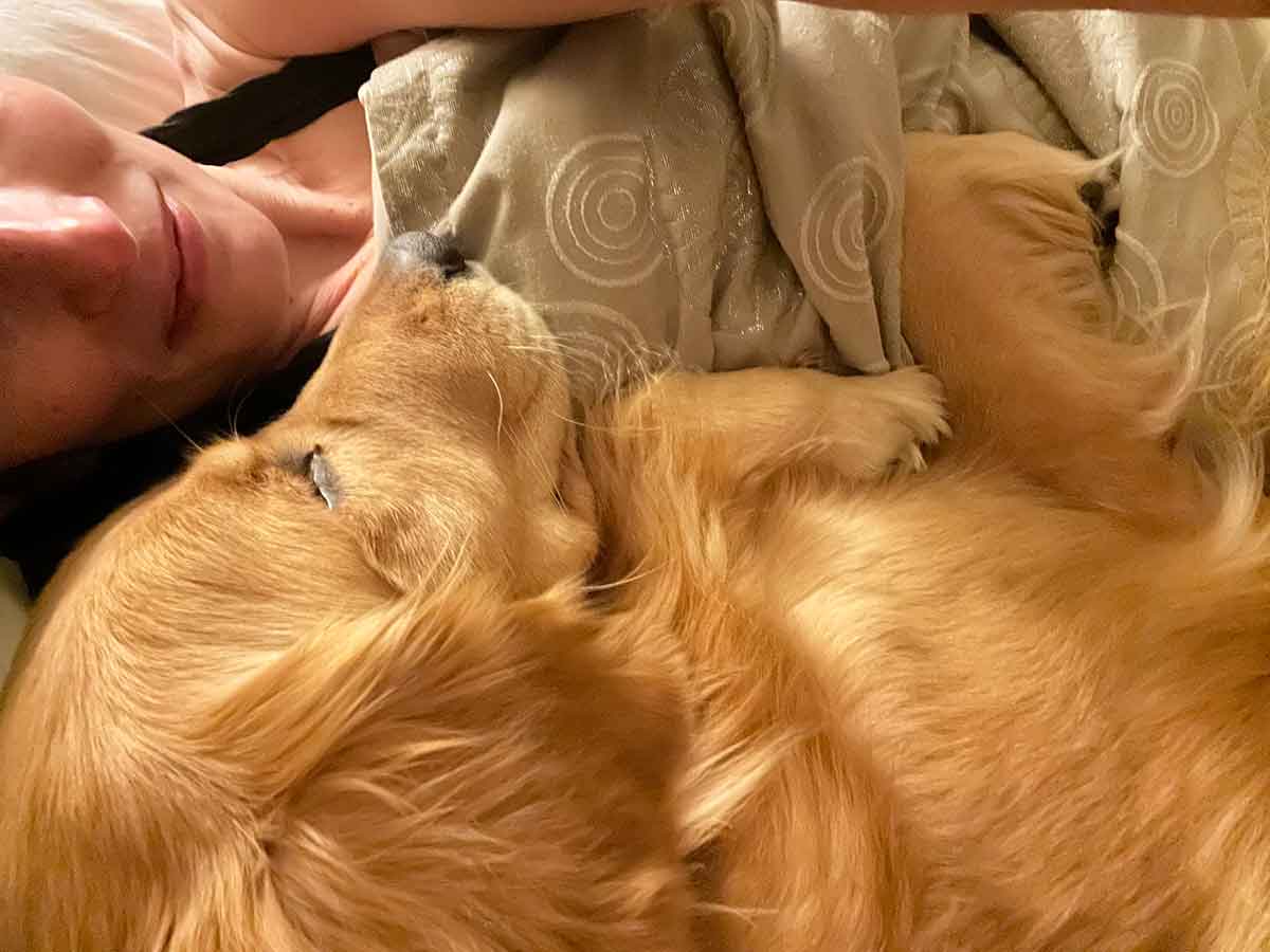 Dog snuggling on a bed.