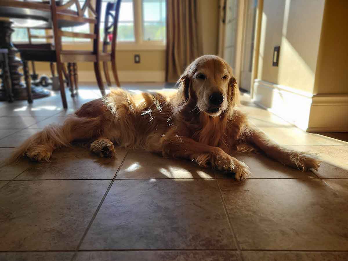 Older Golden Retriever dog laying on a kitchen floor in the sunshine.